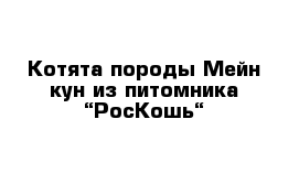 Котята породы Мейн кун из питомника “РосКошь“